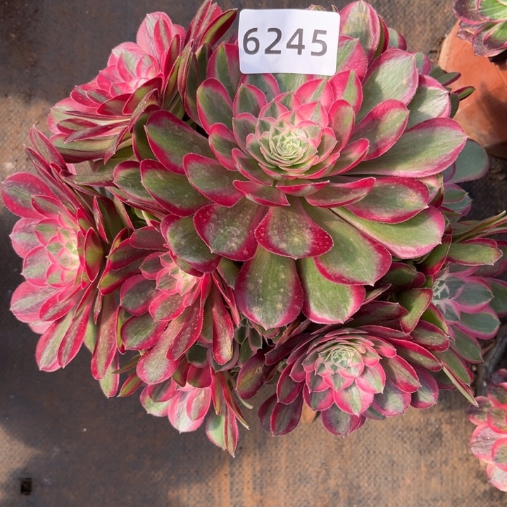 大孔雀翎特价多肉发货