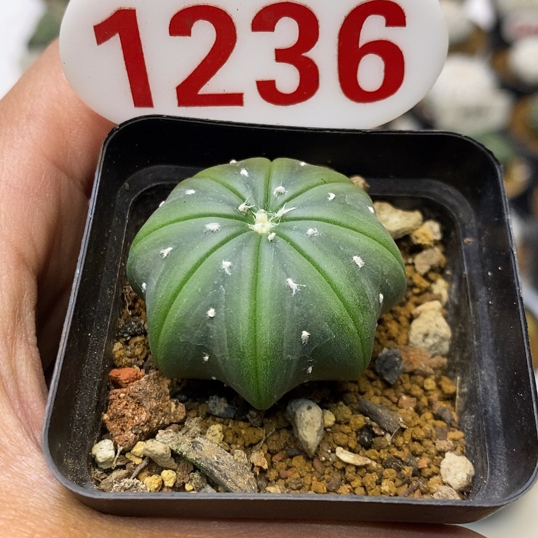 1236福利特价来了
