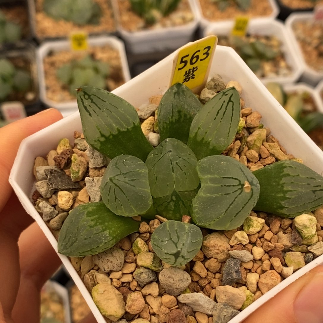 563虞美人多肉植物