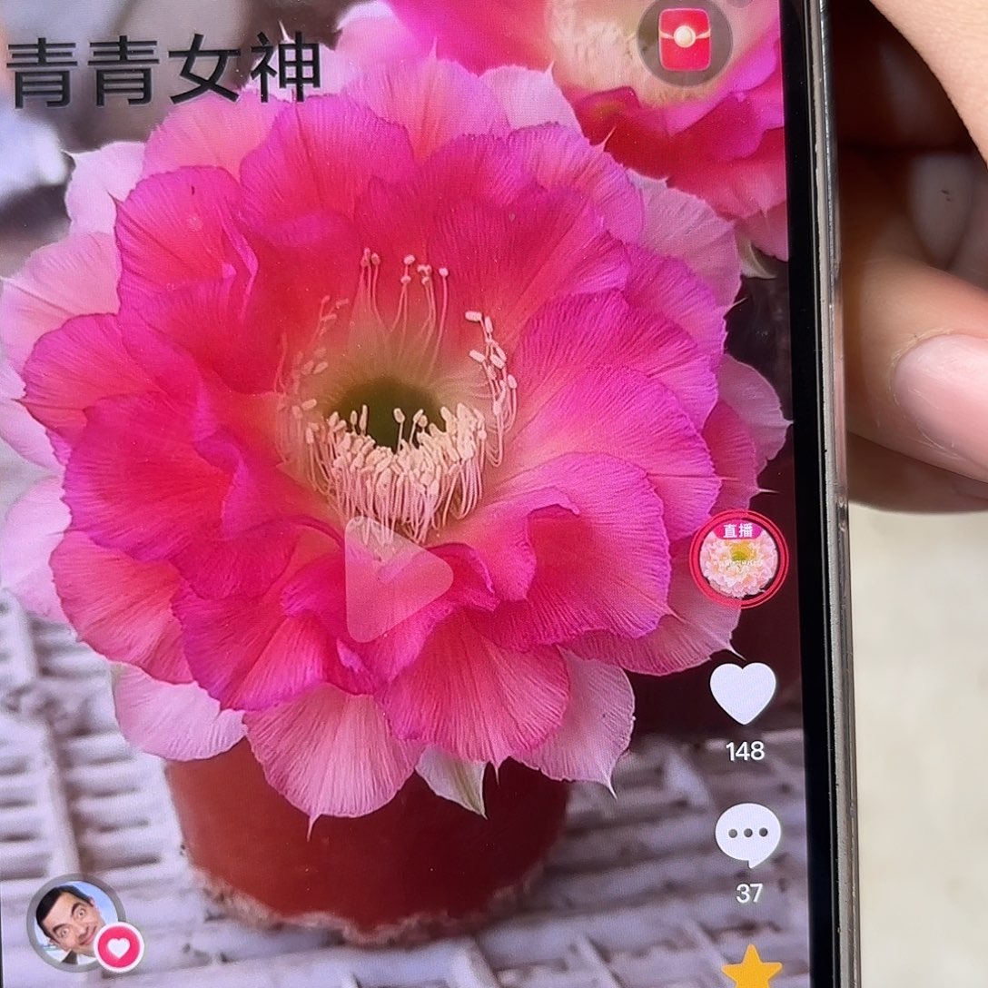 彩草青青女神7.5公分左右