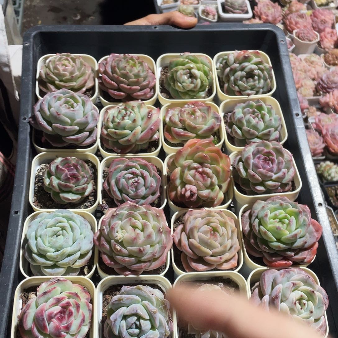 466。连盆带土发货。   20 盆。       