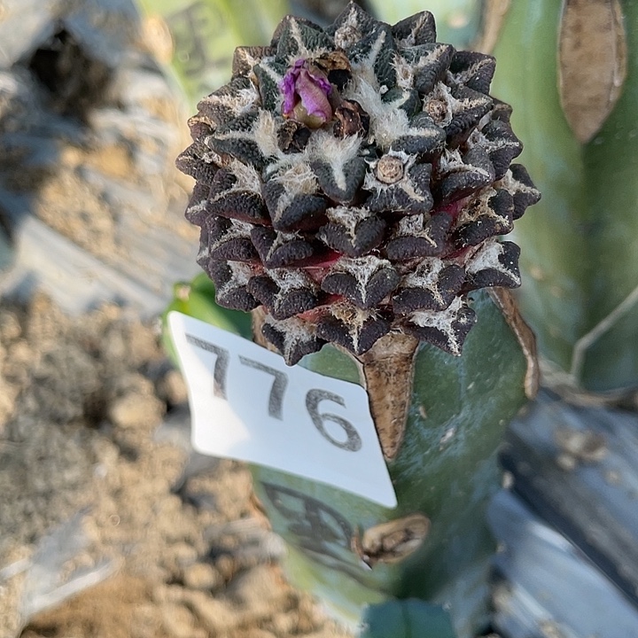 金***麻776号龙神木接黑牡丹单头