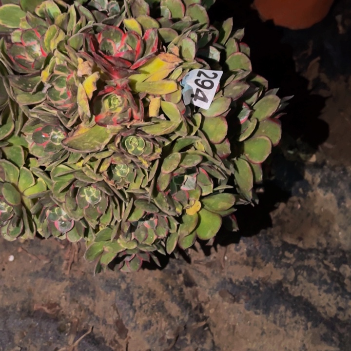 294粉花妖多肉植物不售后