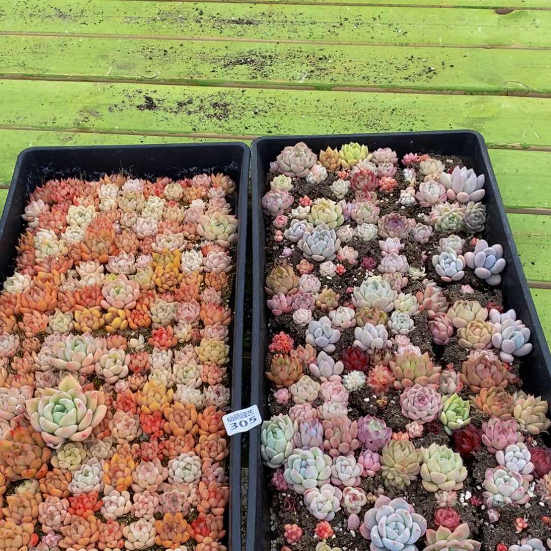 305多肉植物纤维面膜的