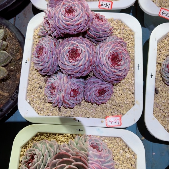 ?****精品多肉植物老桩