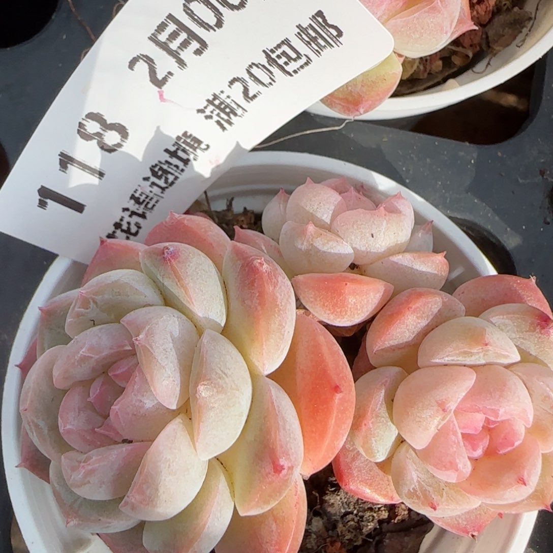 花语逸境0206-118