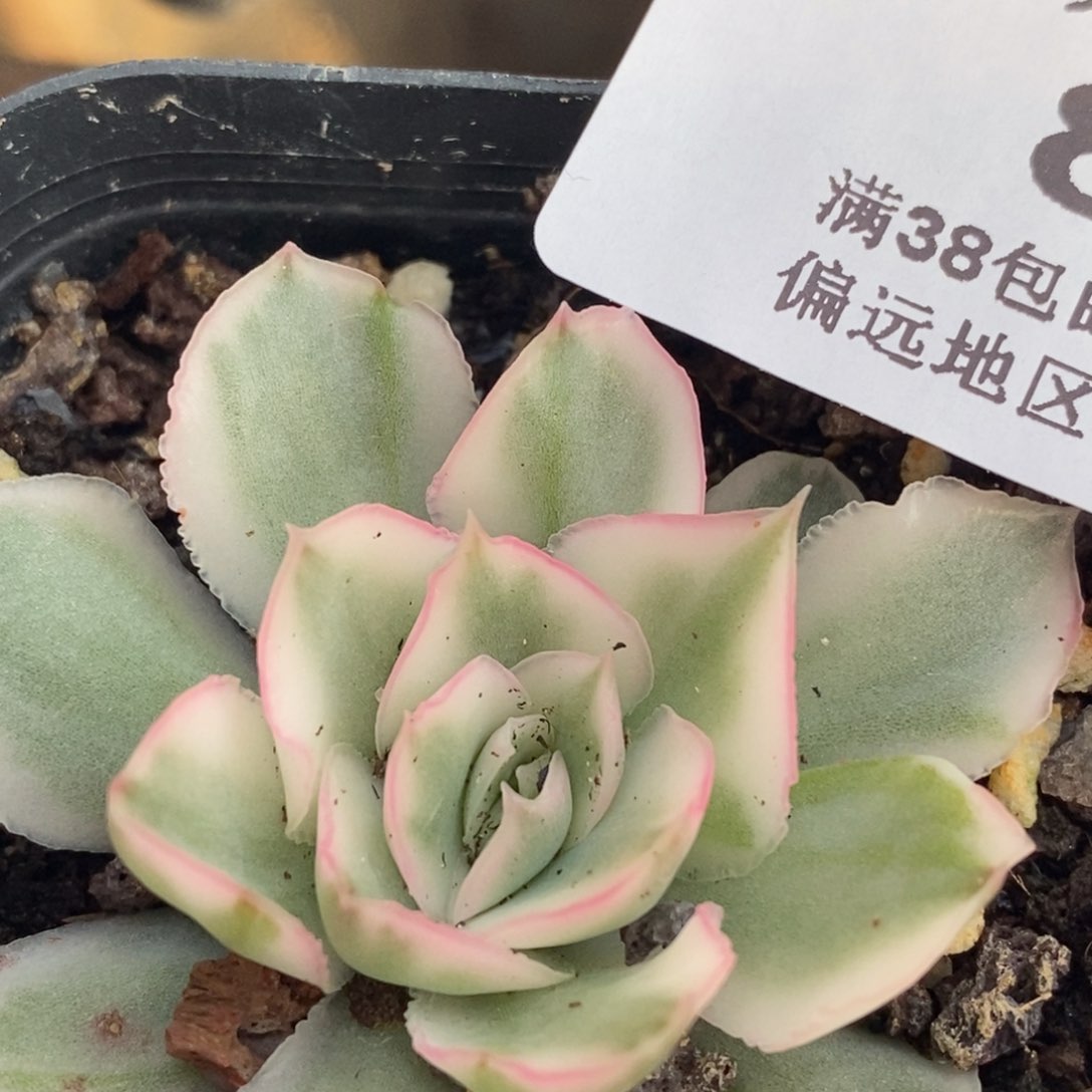 82紫蝴蝶锦 小方花圃一物一拍