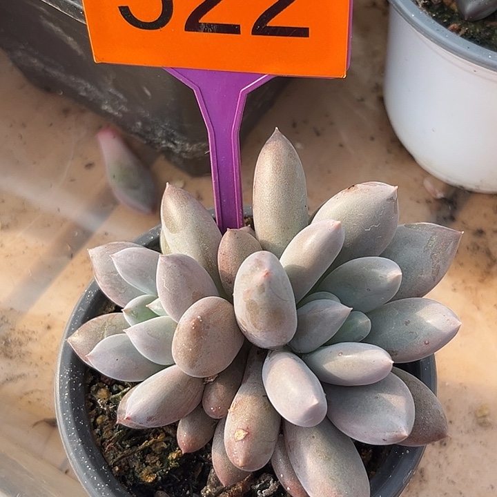 彩胖体哥特一物一拍522