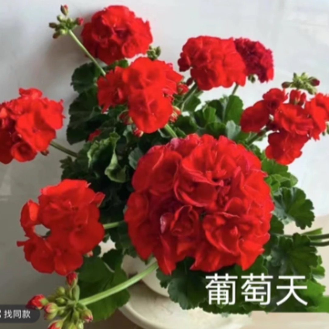 葡萄天 直立天竺葵包邮