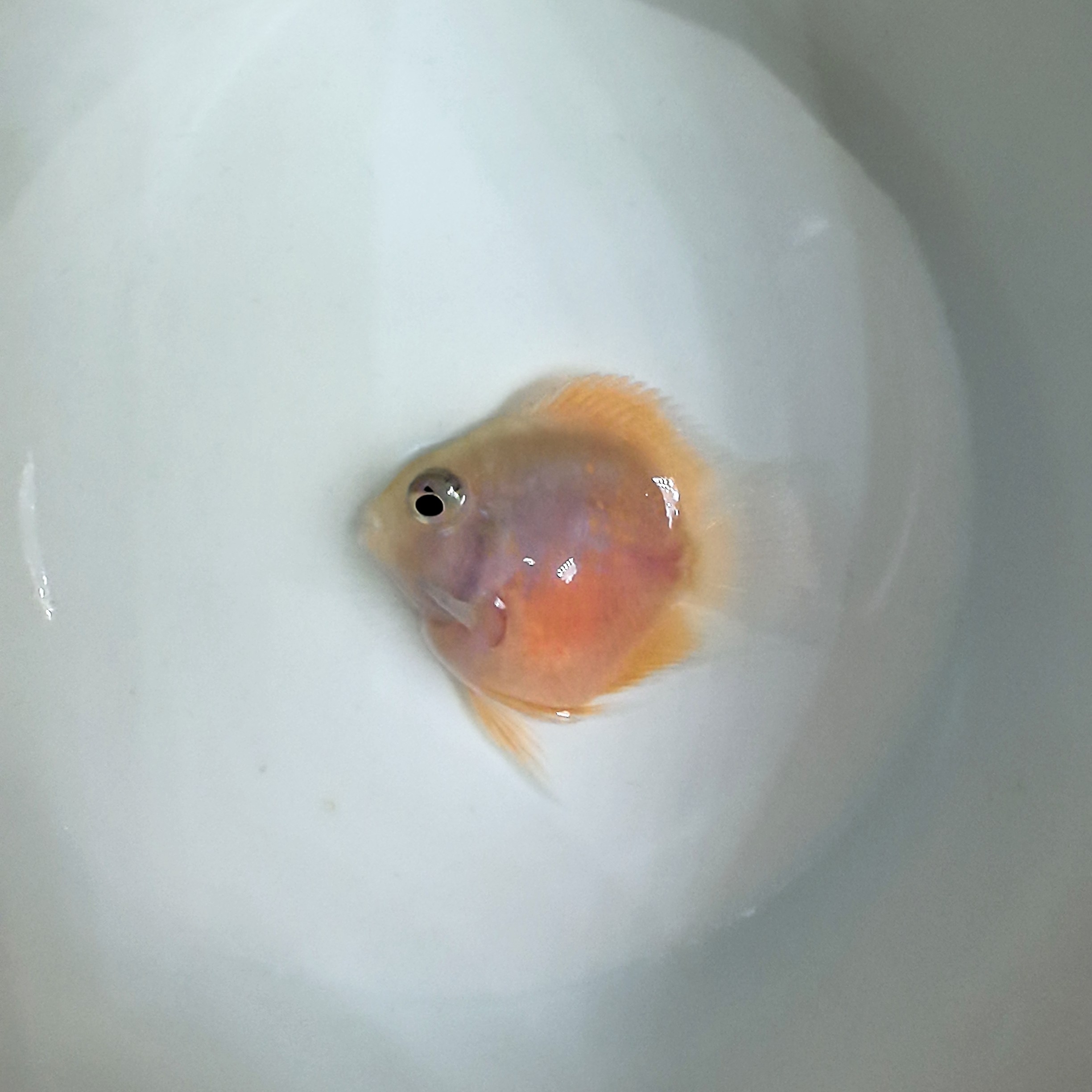胭脂粉迷你鹦鹉母鱼