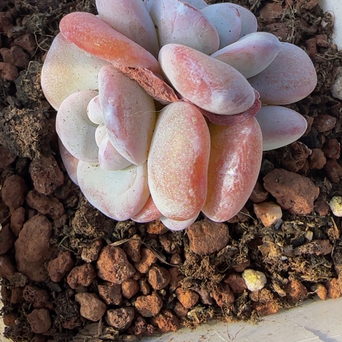 A***I小丽姐的雪茶特价