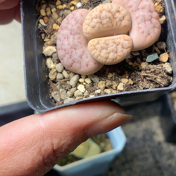 M194多肉植物保护研究所