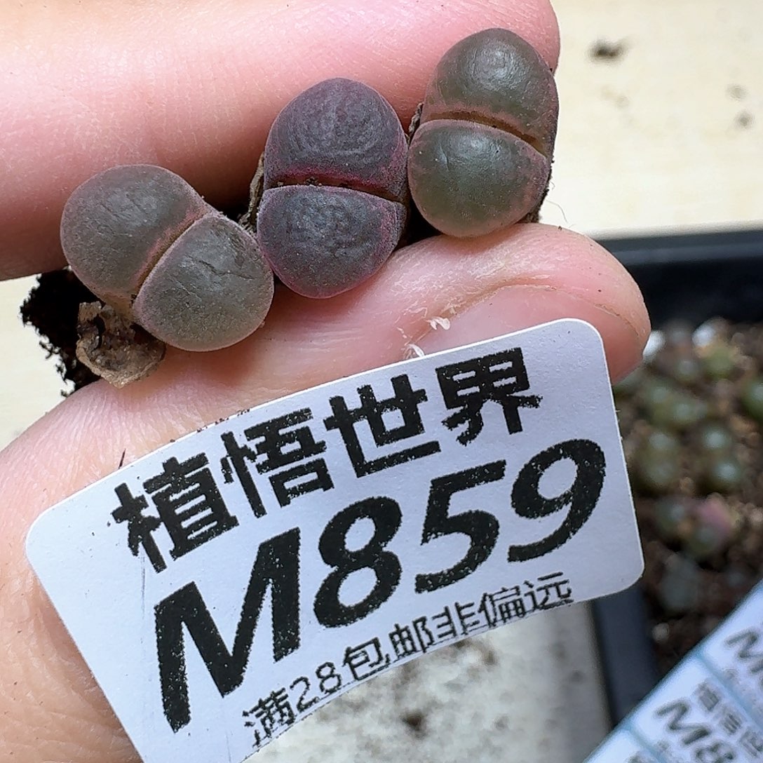 多肉植物的润泽完成
