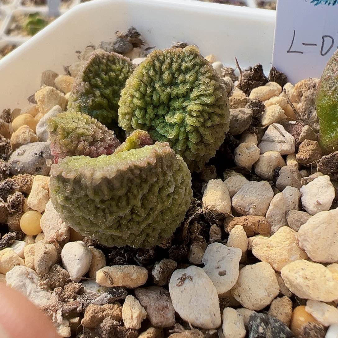 L-033 实生水泡，出叶片。