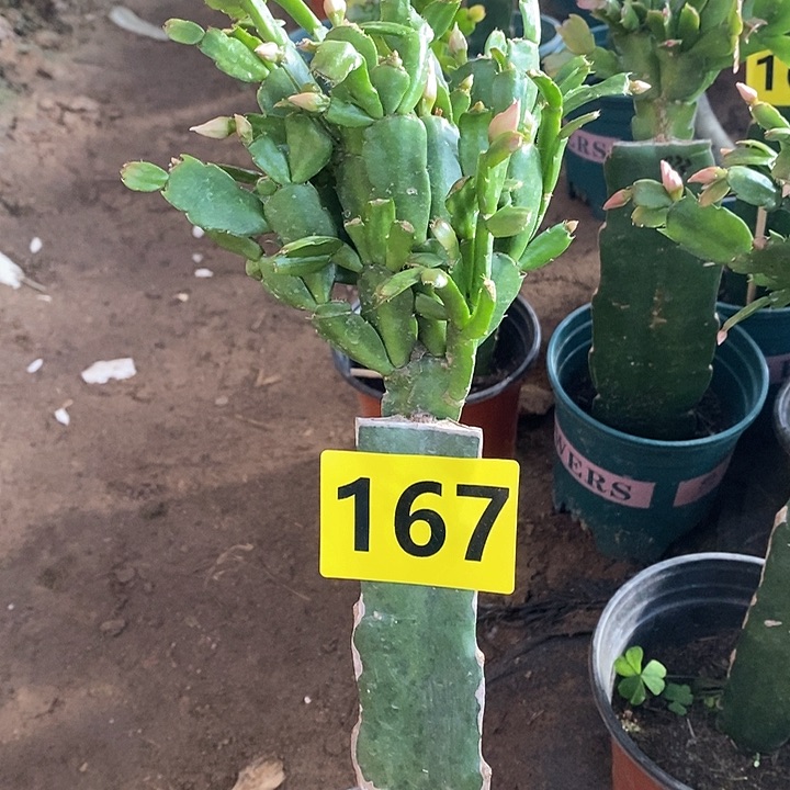 无花朵054/167号新疆不包邮