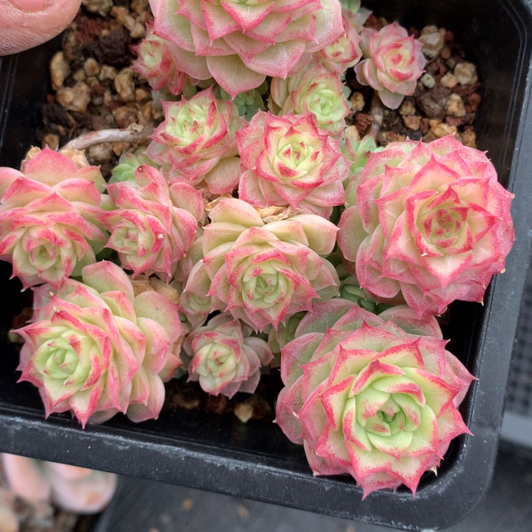 0224-28 女王玫瑰