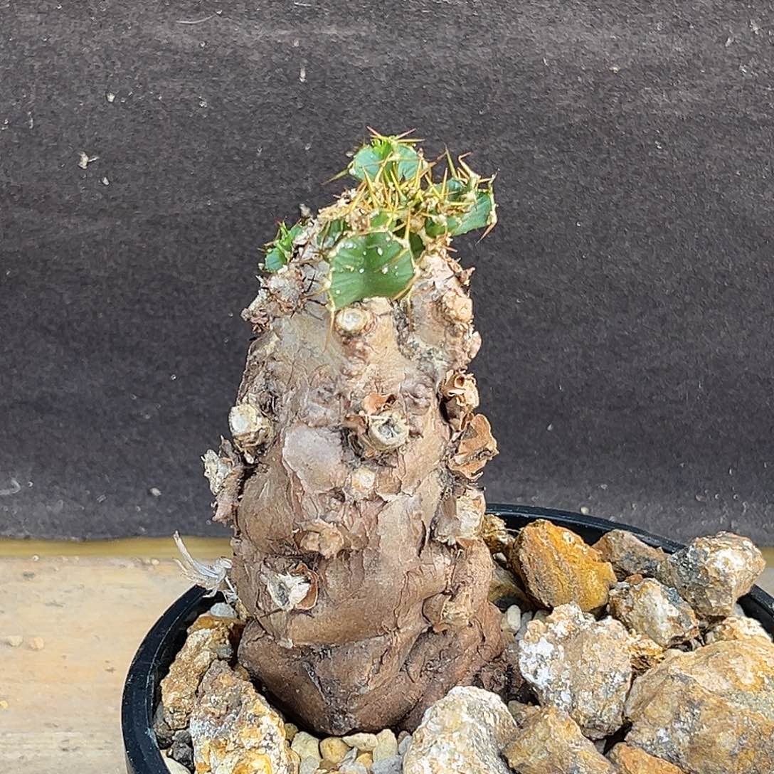 汤圆植物火山大戟