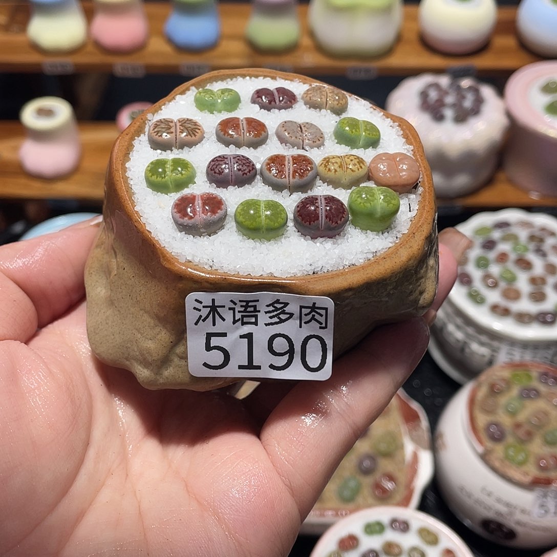 带盆土植物 一物一拍5190