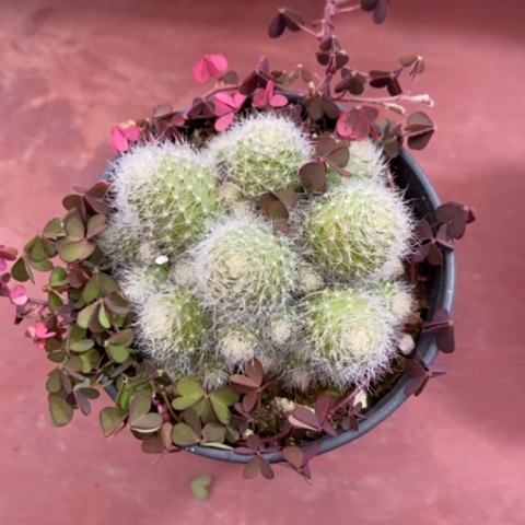 羽毛球群7仙人球