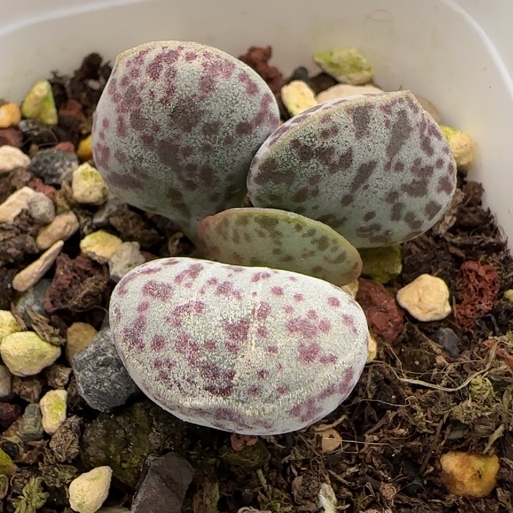 花蛋水泡多肉植物水泡