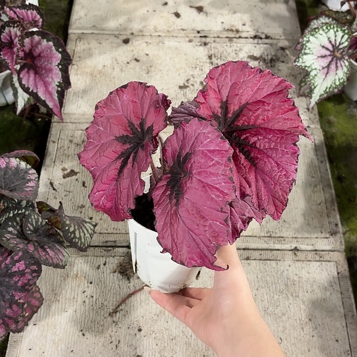 完全开放红拖鞋秋海棠