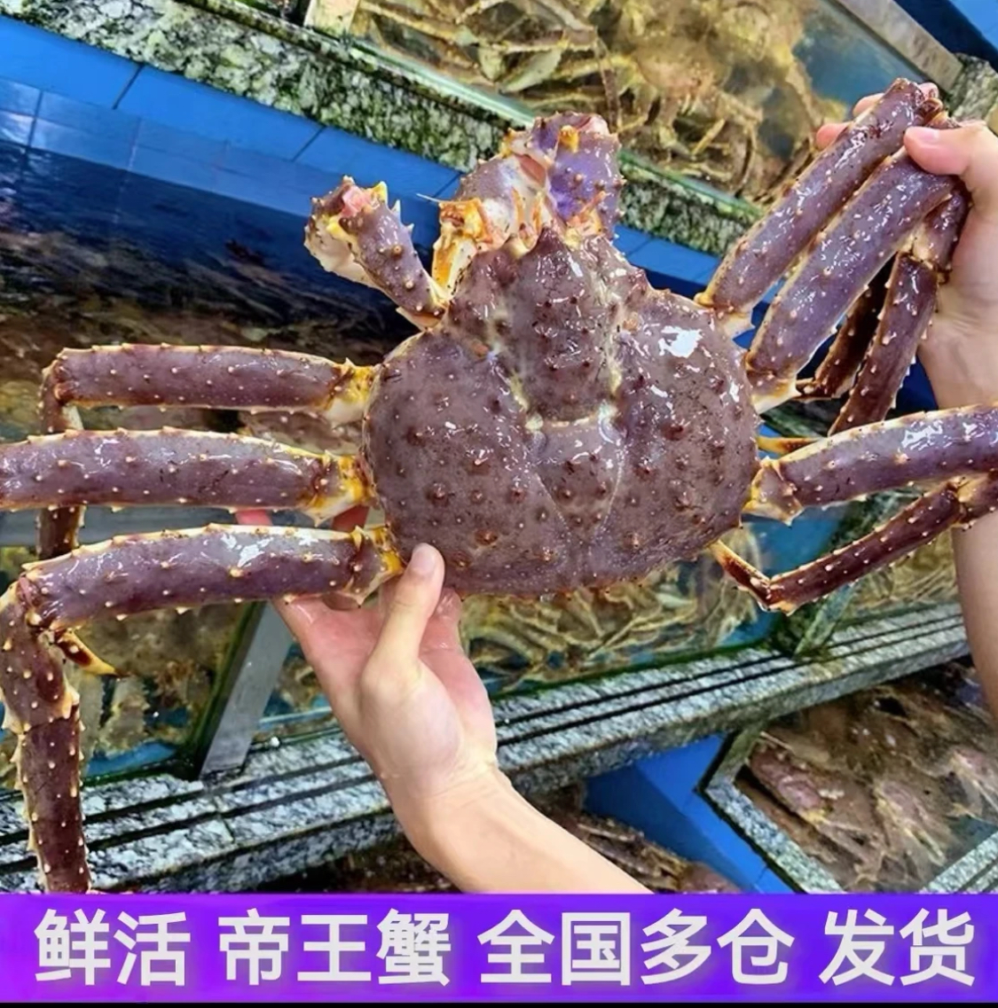 【阿拉斯加】鲜活帝王蟹 包活到家 顺丰空运 失水5%重量损耗