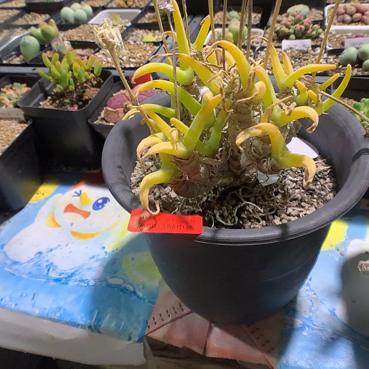 【闪购商品】3-21-9 碧光环一颗特350