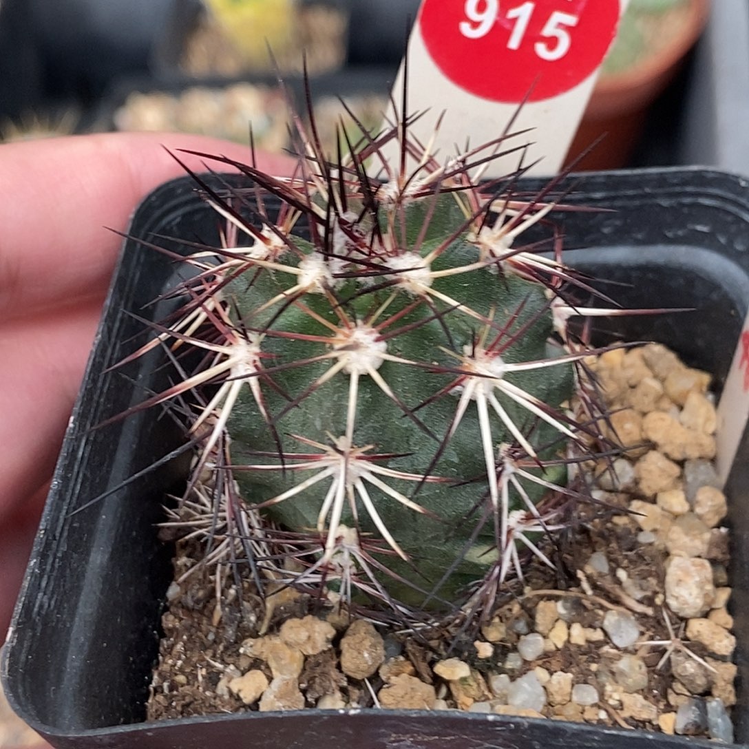 实生狂刺达氏青花虾