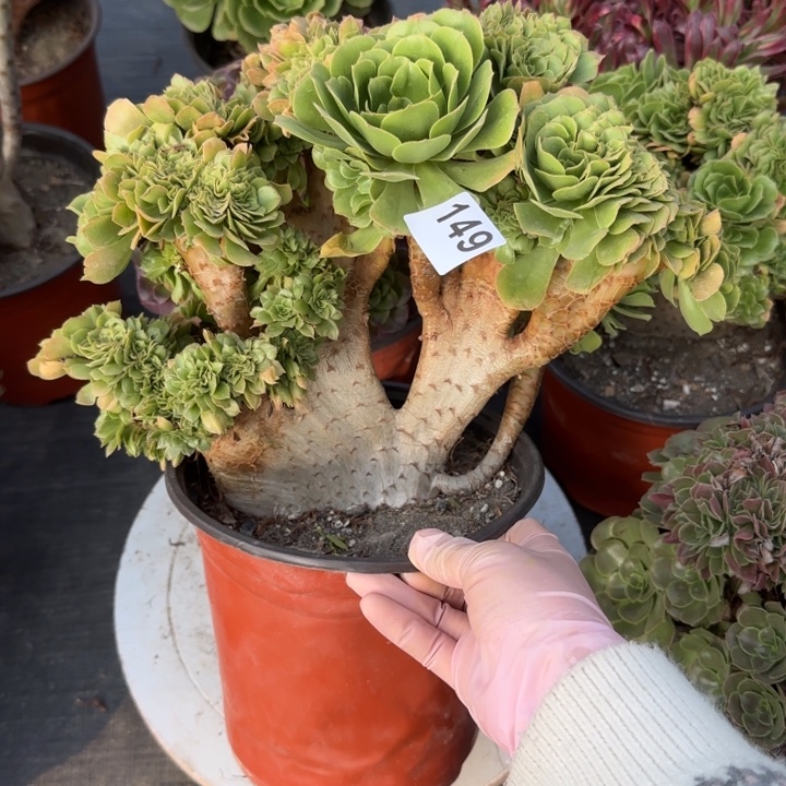 多肉植物绿羊绒缀149