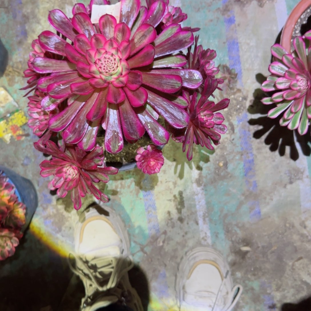 白月光法师多肉011