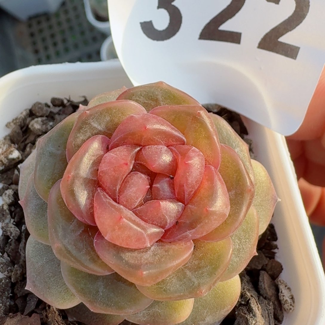 石化彩恋         精品多肉