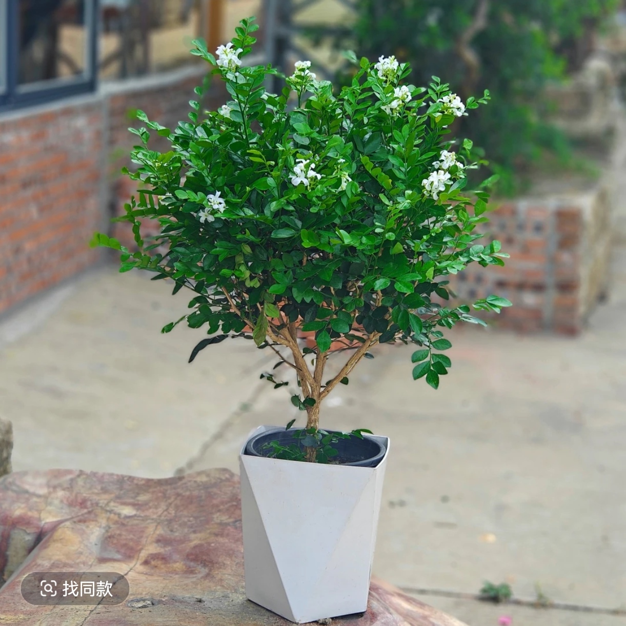 40-50cm九里香盆栽老桩四季常青驱蚊净化空气