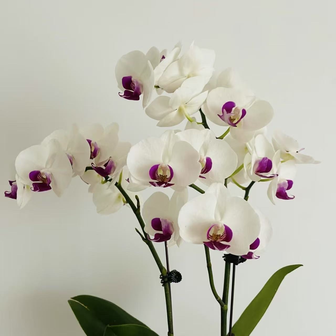 【3寸】双梗雪玉蝴蝶兰盆栽花卉多年生室内阳台易养护爆花强