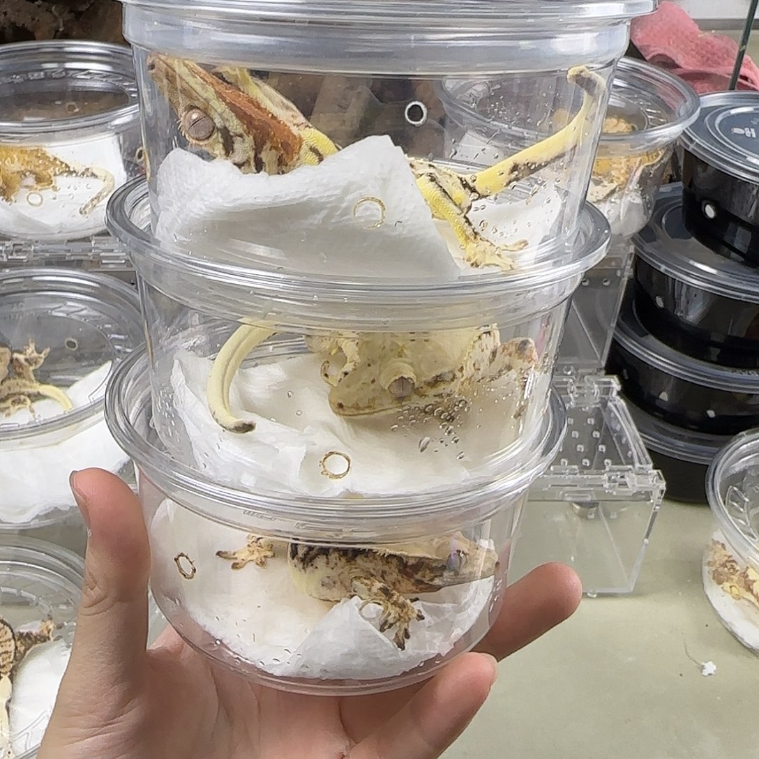 睫角守宫高覆盖莉莉三选一