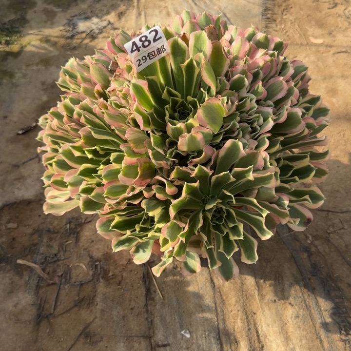 白凤……多肉植物……