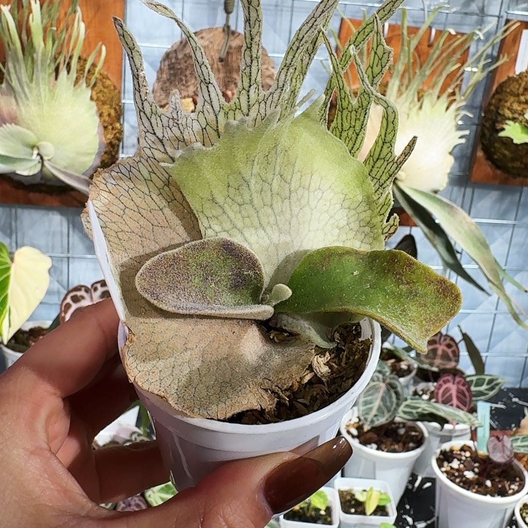 完全开放鹿王孢播苗11111