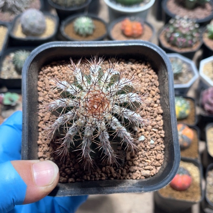 412西瓜球仙人球