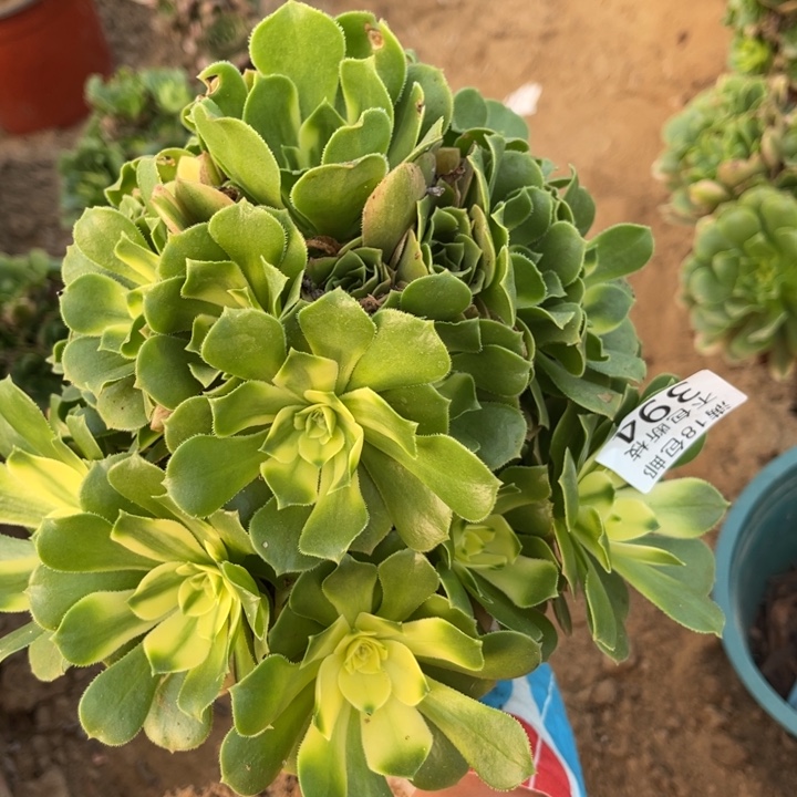 394辛尼亚手捧4法师