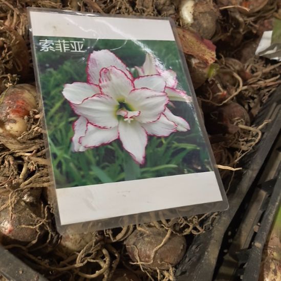 当前无花栽培后可以开花索菲亚5厘米裸根球