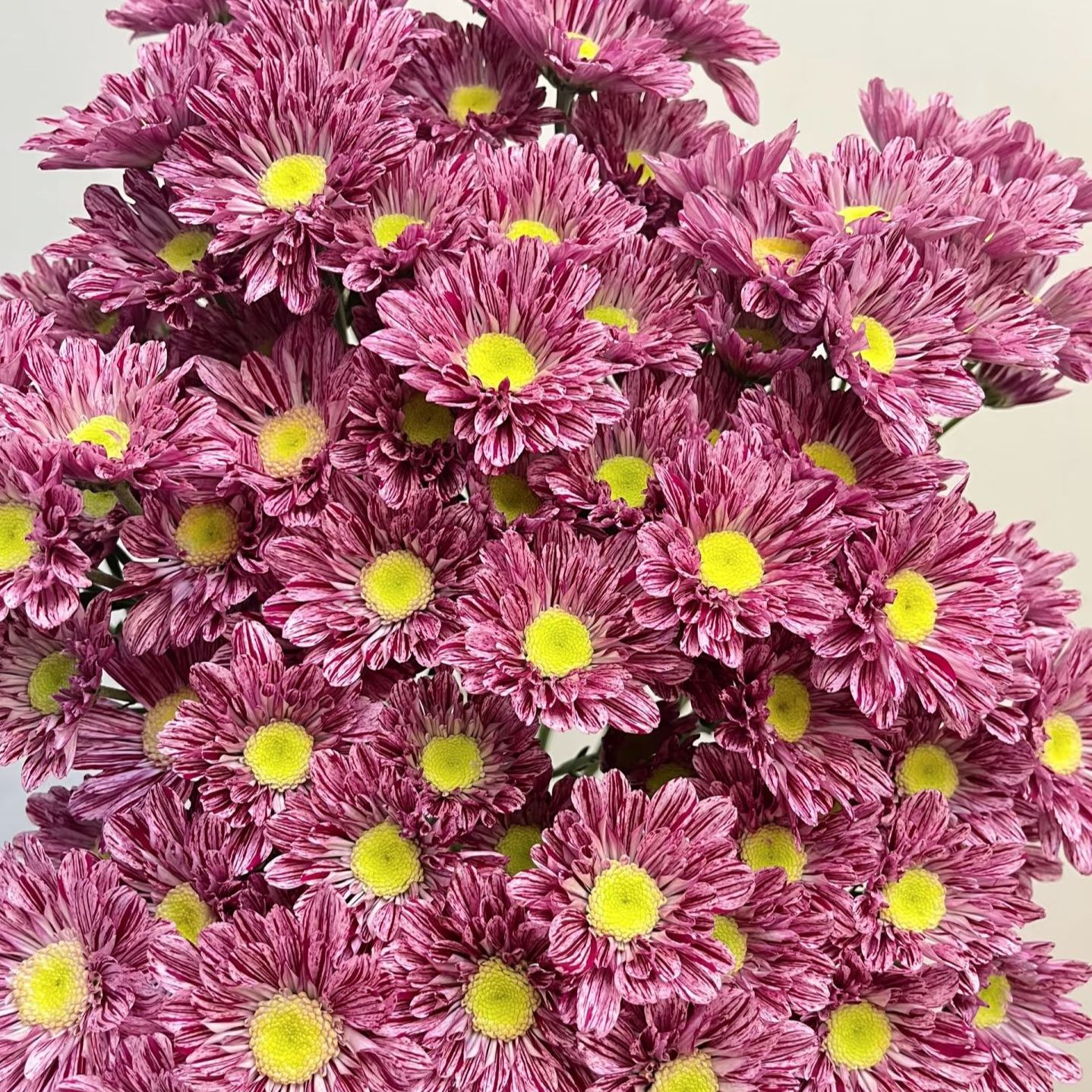 【宁静】四季盆栽小菊多年生宿根花卉