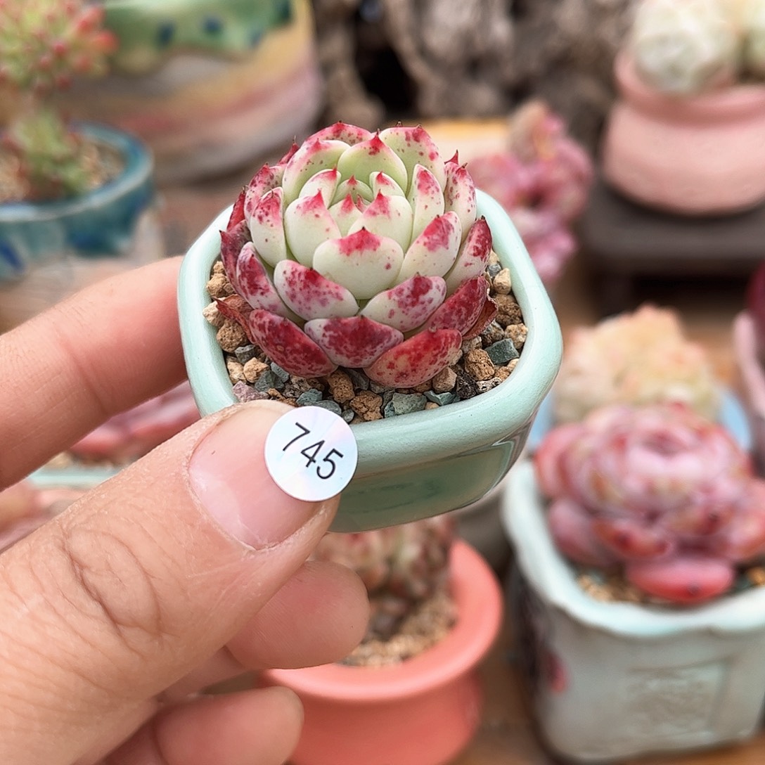 745 含盆含土发货 30包邮偏远除外