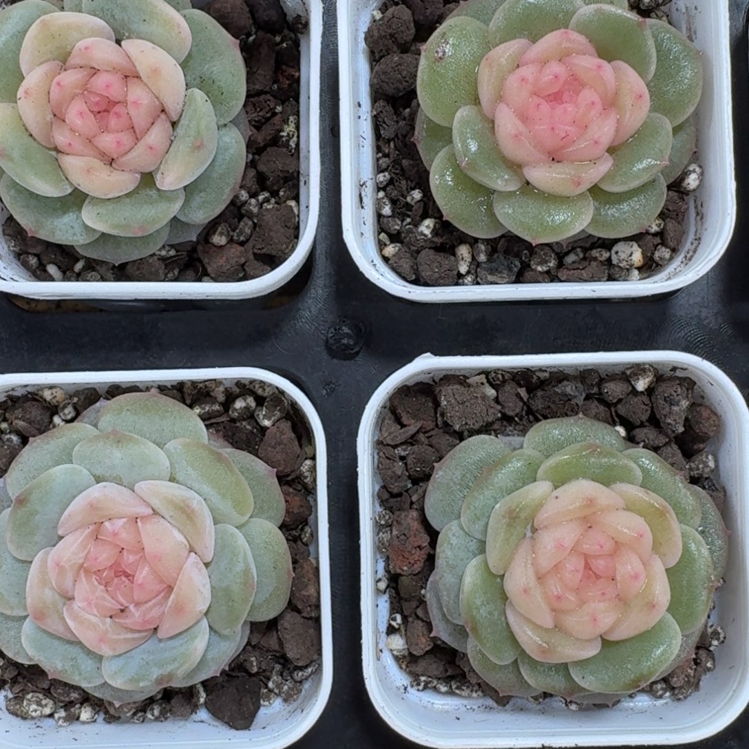 1208-110-纯牛奶单头量拍