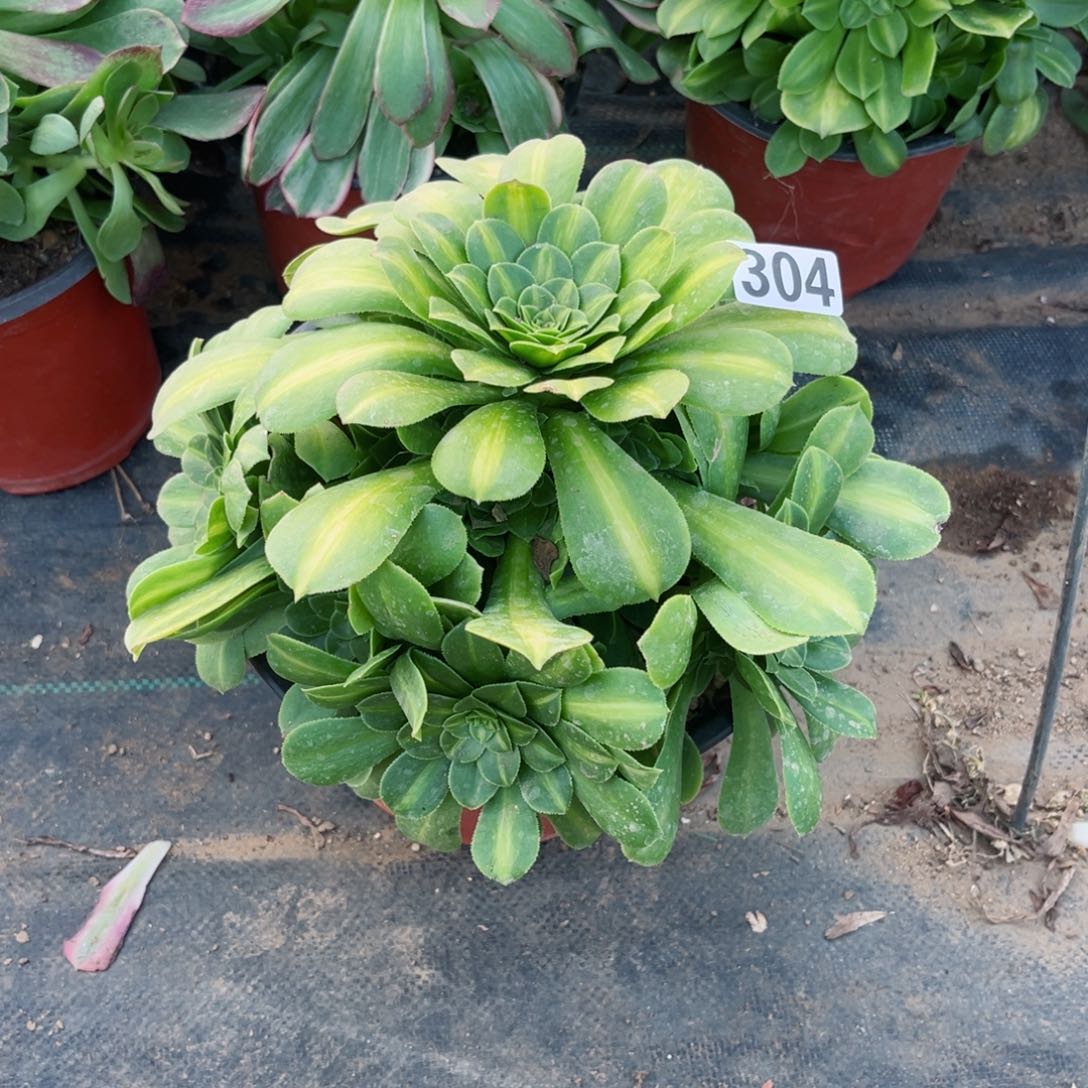 304琉璃翡翠多肉植物