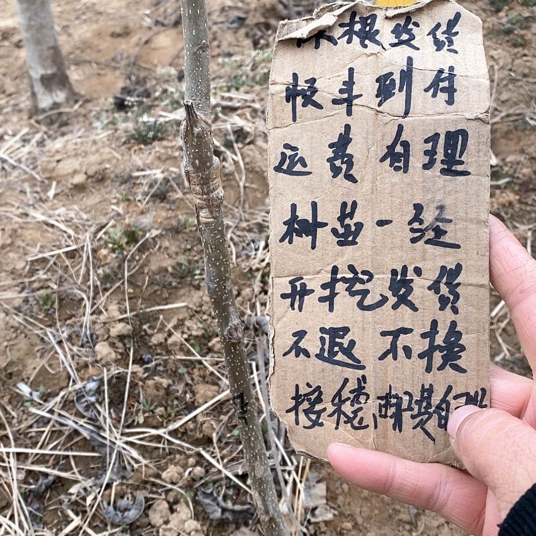 文玩核桃把件?***顺铁锤