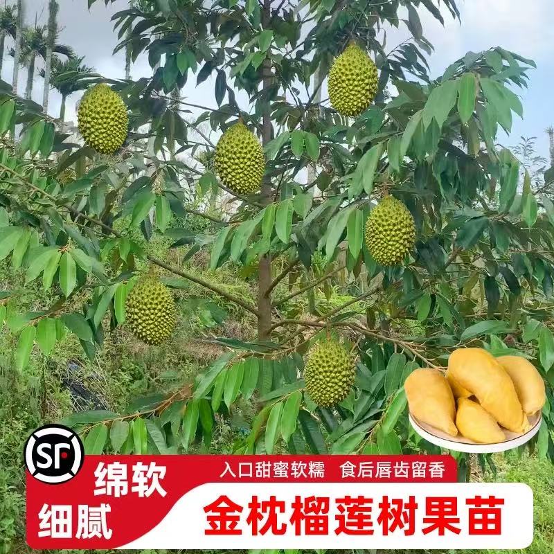 榴莲树苗嫁接树苗榴莲嫁接果树苗金枕榴莲苗南方种植红肉榴莲盆栽