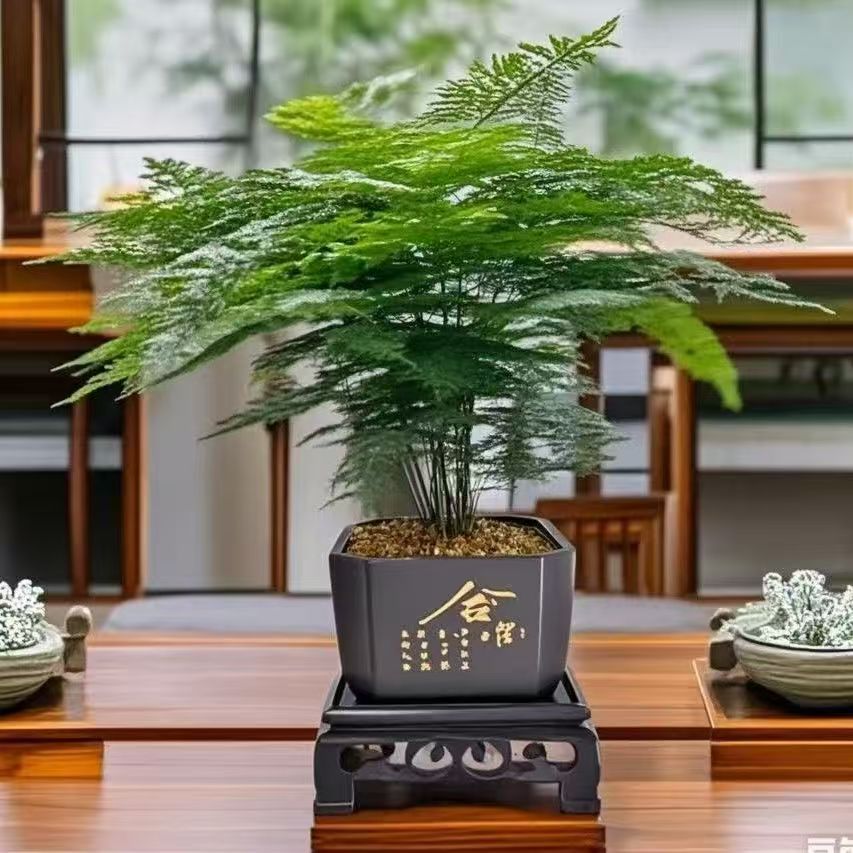 PY【带盆带底座】文竹盆栽室内外通用四季常青好养护办公室客厅