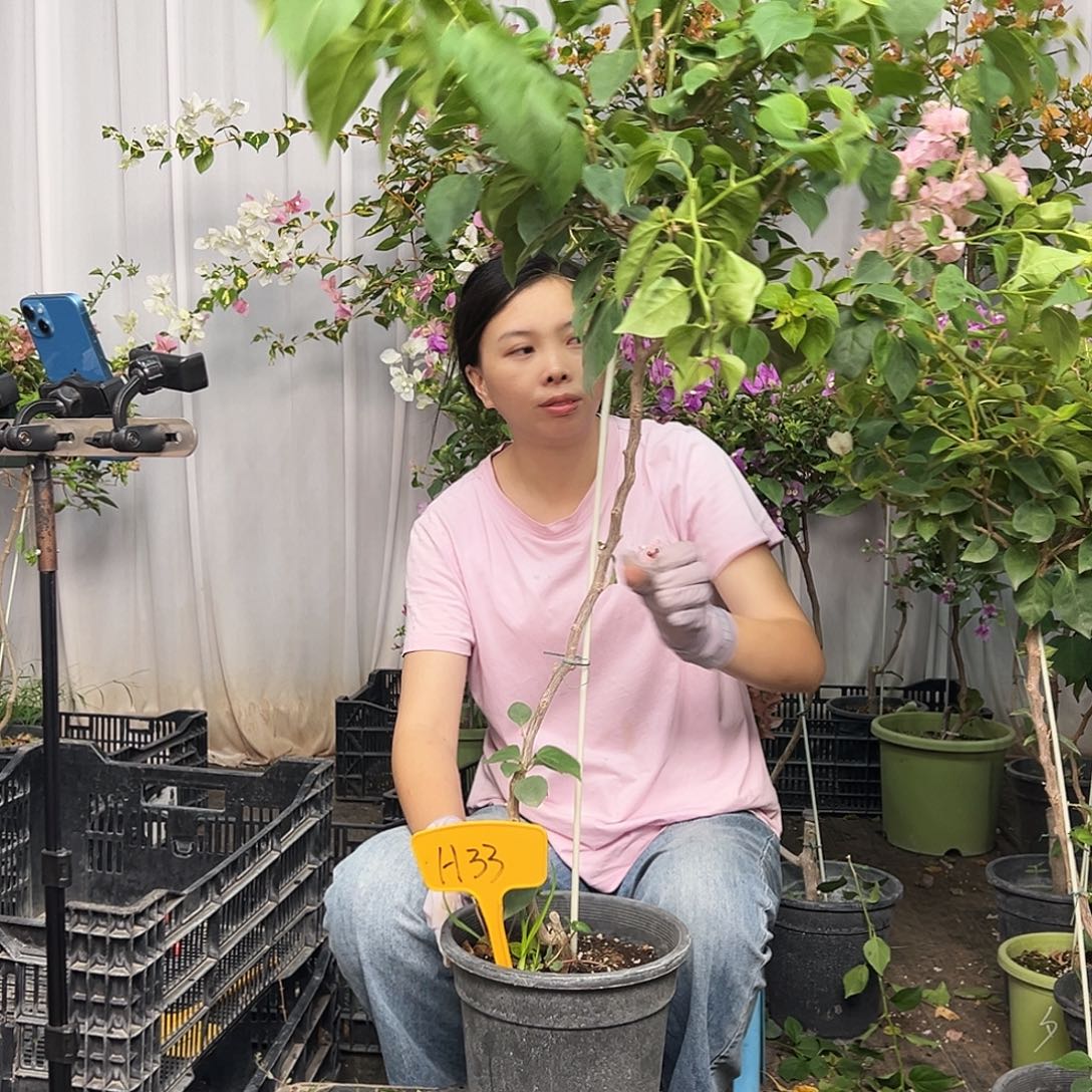 雷***神当前无花栽培后可以开花H33不甜西瓜