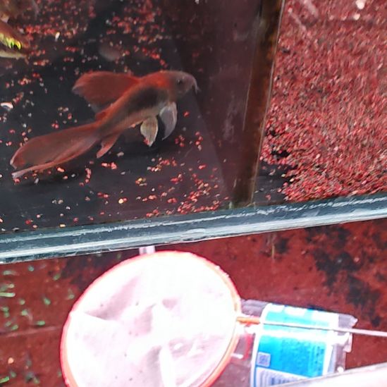 海水鱼青铜仙子四到五五厘米，一只包邮