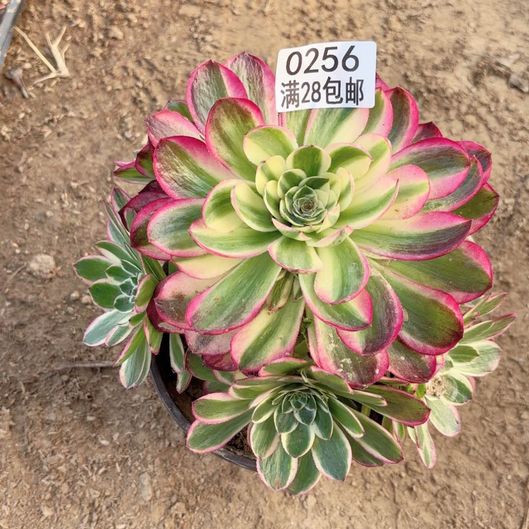 T.  0256海王多肉111