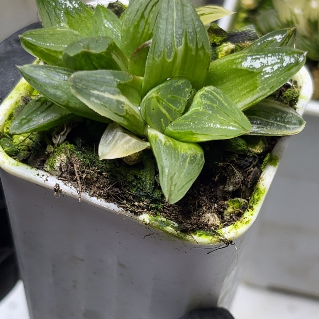 十二卷多肉植物2957冰城